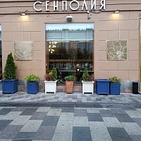 СЕНПОЛИЯ (вывеска)