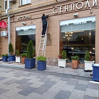 Сенполия (монтаж вывески)